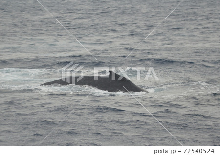 ザトウクジラの背中（慶良間諸島 近海／沖縄県） 72540524