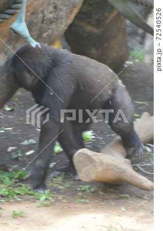 ニシゴリラの子ども(上野動物園/東京都台東区上野公園) ニシゴリラの子ども(上野動物園/東京都台東区上野公園) 72540526
