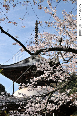 根来寺　大塔と桜 72540775