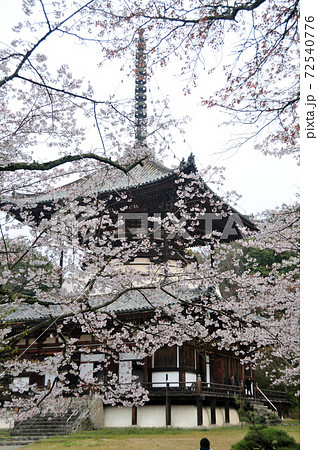根来寺 大塔と桜 根来寺 大塔と桜 72540776