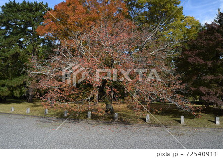 京都御所 京都御所 72540911