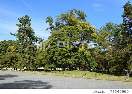 京都御所 72540969