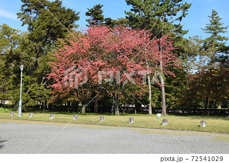 京都御所 72541029