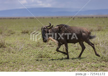 Blue wildebeest running through the endless Serengeti Blue wildebeest running through the endless Serengeti 72541172