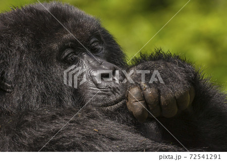 Thoughtful Female Gorilla portrait taken in Rwanda  72541291