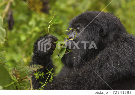 Thoughtful Female Gorilla portrait taken in Rwanda  72541292
