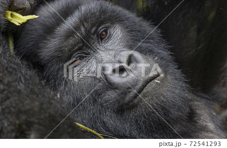 Relaxing Guhonda Silverback Gorilla full size Portrait 72541293