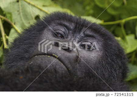 Thoughtful Female Gorilla portrait taken in Rwanda  72541315