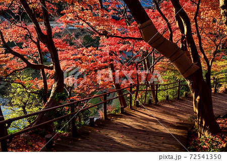 金沢城玉泉院丸庭園の紅葉 72541350