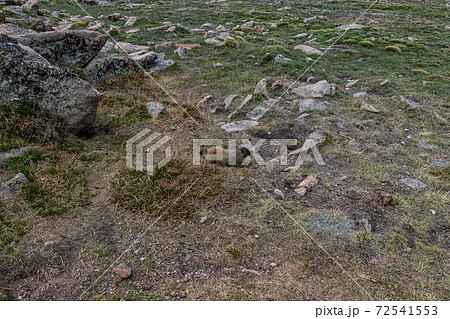 Yellow Bellied Marmot Yellow Bellied Marmot 72541553