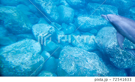 野生のイルカの親子 水中写真 野生のイルカの親子 水中写真 72541633