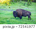 Bison at Yellowstone 72541977