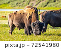 Bison at Yellowstone 72541980