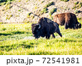 Bison at Yellowstone 72541981