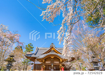春の懐古園・懐古神社の桜　【長野県】 72542029