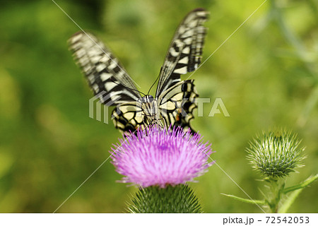 ドイツアザミの蜜を美味しそうに啄むアゲハ蝶の写真素材