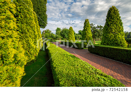 pedestrian walks alley from paving slabs in the garden with hedge of evergreen thuja with sunny day and clouds on the sky. pedestrian walks alley from paving slabs in the garden with hedge of evergreen thuja with sunny day and clouds on the sky. 72542158