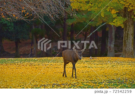 奈良県 奈良公園の紅葉と鹿 奈良県 奈良公園の紅葉と鹿 72542259