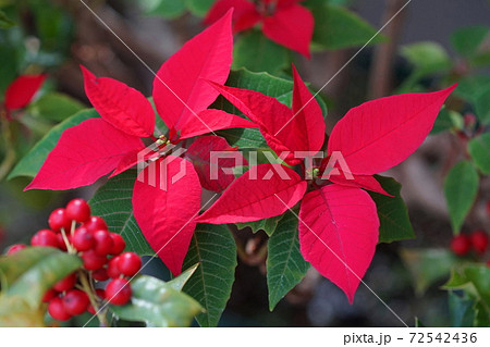 12月　調布735ポインセチア･トウダイグサ科･神代植物公園 72542436