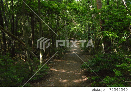 鬱蒼とした山道 西湖野鳥の森公園 山梨県南都留郡富士河口湖町西湖68 の写真素材