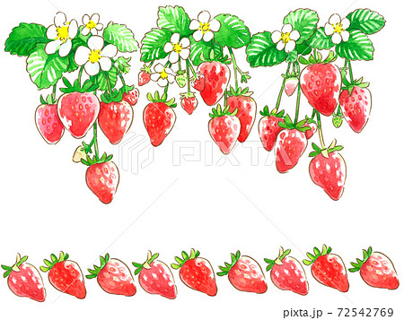 苺水彩手描きイラスト 花とたわわ苺のボーダー01のイラスト素材