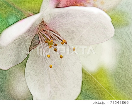 朝日を浴びて生き生きと開花したピンク色の花「桜:ソメイヨシノ」色鉛筆画風 朝日を浴びて生き生きと開花したピンク色の花「桜:ソメイヨシノ」色鉛筆画風 72542866