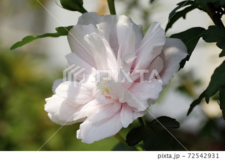 薄ピンクの八重のムクゲ 槿 の花弁が可愛いの写真素材