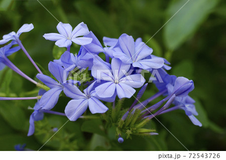 瑠璃茉莉（ルリマツリ）の空色の花弁が情緒があり可愛い 72543726