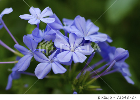 瑠璃茉莉(ルリマツリ)の空色の花弁が情緒があり可愛い 瑠璃茉莉(ルリマツリ)の空色の花弁が情緒があり可愛い 72543727