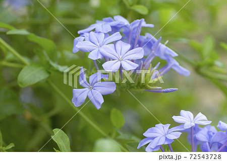 瑠璃茉莉(ルリマツリ)の空色の花弁が情緒があり可愛い 瑠璃茉莉(ルリマツリ)の空色の花弁が情緒があり可愛い 72543728