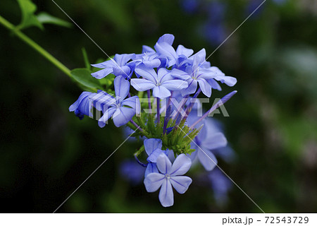 瑠璃茉莉(ルリマツリ)の空色の花弁が情緒があり可愛い 瑠璃茉莉(ルリマツリ)の空色の花弁が情緒があり可愛い 72543729
