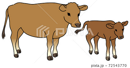 子牛を見守るジャージー牛の親牛のイラスト素材