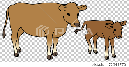子牛を見守るジャージー牛の親牛のイラスト素材