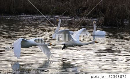 北海道の大自然を飛ぶ白鳥 72543875
