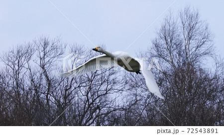 北海道の大自然を飛ぶ白鳥 北海道の大自然を飛ぶ白鳥 72543891
