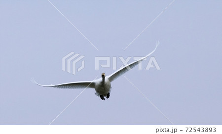 北海道の大自然を飛ぶ白鳥 北海道の大自然を飛ぶ白鳥 72543893