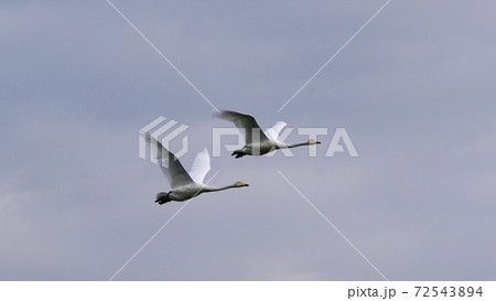 北海道の大自然を飛ぶ白鳥 72543894