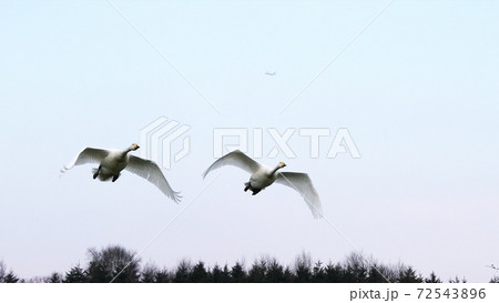 北海道の大自然を飛ぶ白鳥 北海道の大自然を飛ぶ白鳥 72543896