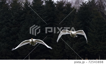 北海道の大自然を飛ぶ白鳥 北海道の大自然を飛ぶ白鳥 72543898