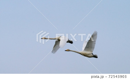 北海道の大自然を飛ぶ白鳥 北海道の大自然を飛ぶ白鳥 72543903
