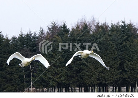 北海道の大自然を飛ぶ白鳥 72543920