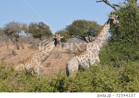 ボツワナのチョベ国立公園サファリ、キリン 72544137