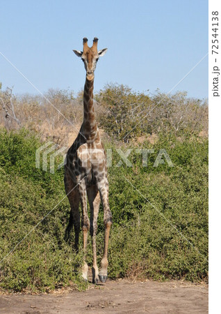 ボツワナのチョベ国立公園サファリ、直立不動のキリン 72544138