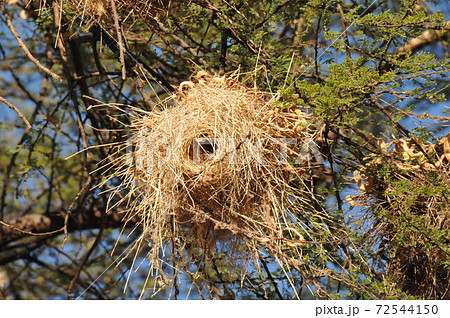 ボツワナのチョベ国立公園サファリ、ハタオリドリの巣 72544150