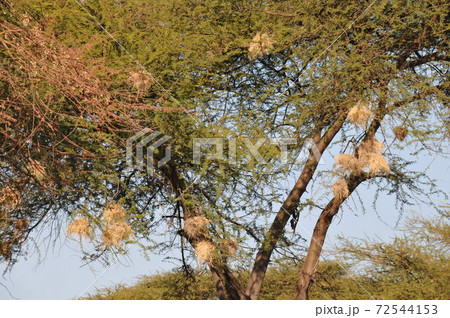ボツワナのチョベ国立公園サファリ、ハタオリドリの巣 72544153