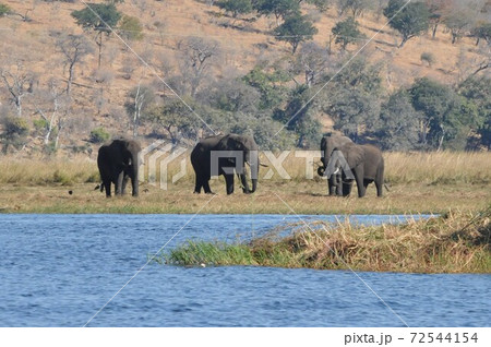 ボツワナのチョベ川ボートサファリ、アフリカゾウの群れ 72544154