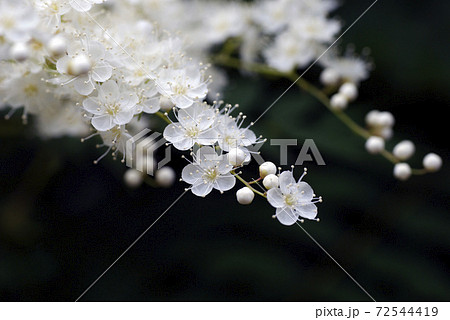 ニワナナカマド(庭七竈,チンシバイ)の白い小花が可愛い 72544419