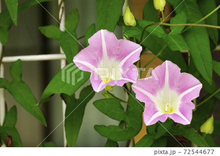 ヒルガオ 昼顔 の粋な花姿の写真素材