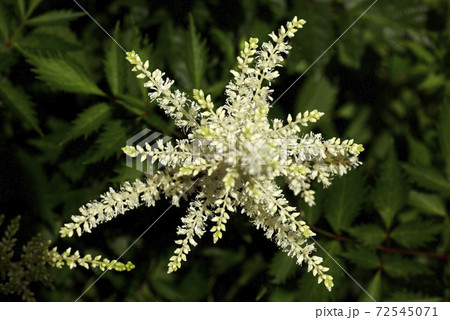 ニワナナカマド 庭七竈 チンシバイ の白い小花が可愛いの写真素材