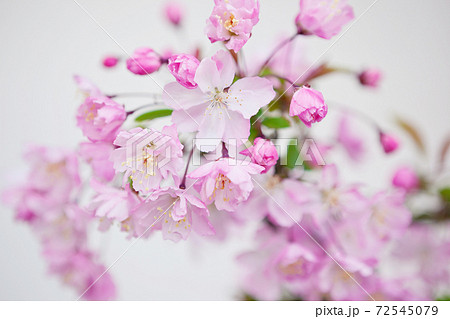 早春に咲く海棠の花の写真素材